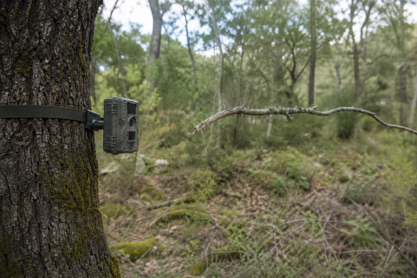 Cámara de fototrampeo sin marca orientada a una rama de paso sin nidos